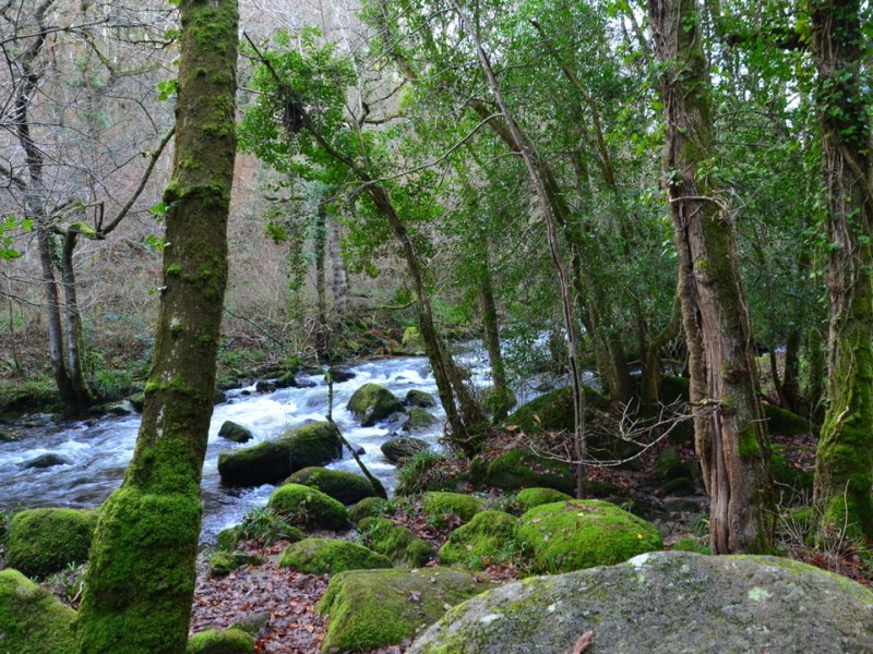 Walk around Fingle Bridge, Dartmoor National Park –&nbsp;England