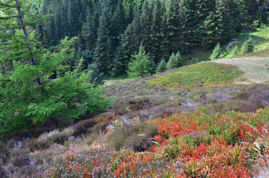 Whinlatter forest from Barf summit