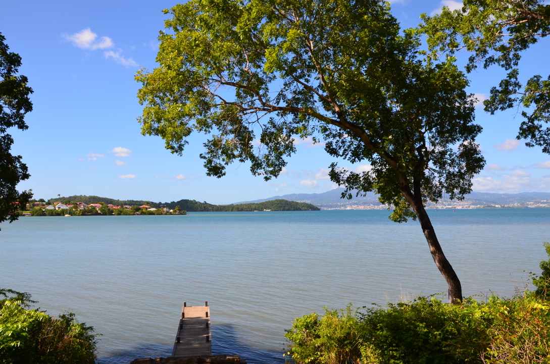 Forêt de Vatable, Martinique