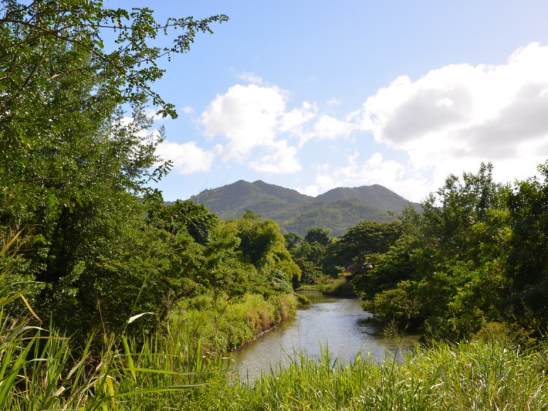 Visiter la mangrove à pied et en Kayak ,&nbsp;Martinique