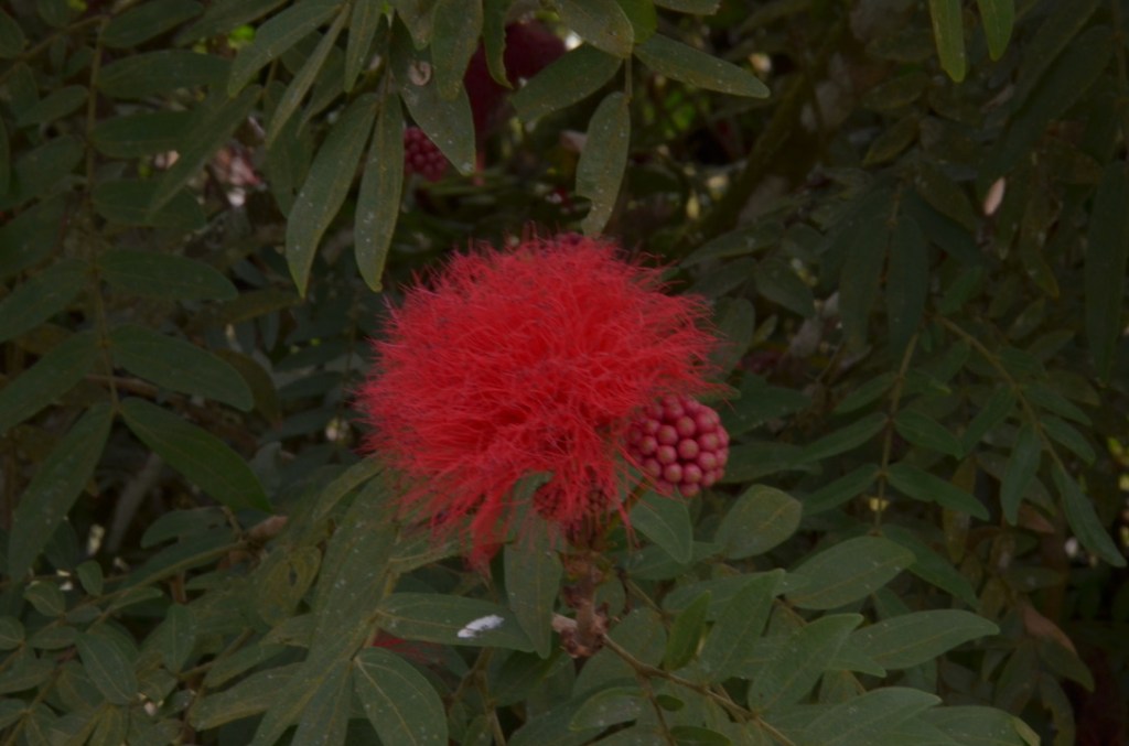 Jardin de Balata, Martinique