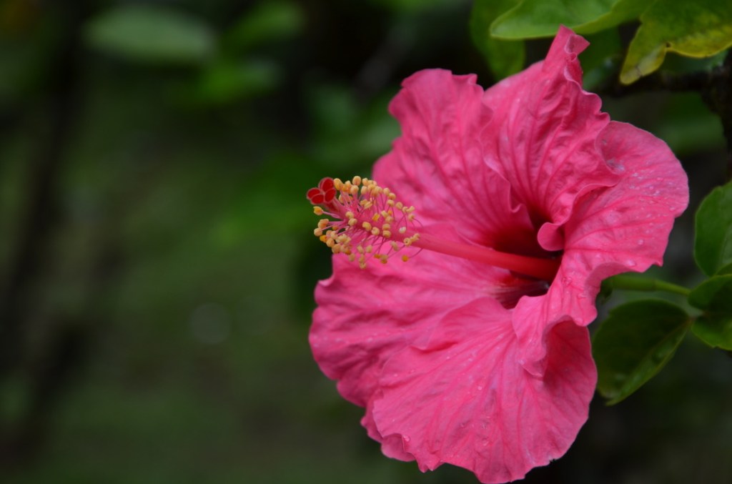Jardin de Balata, Martinique