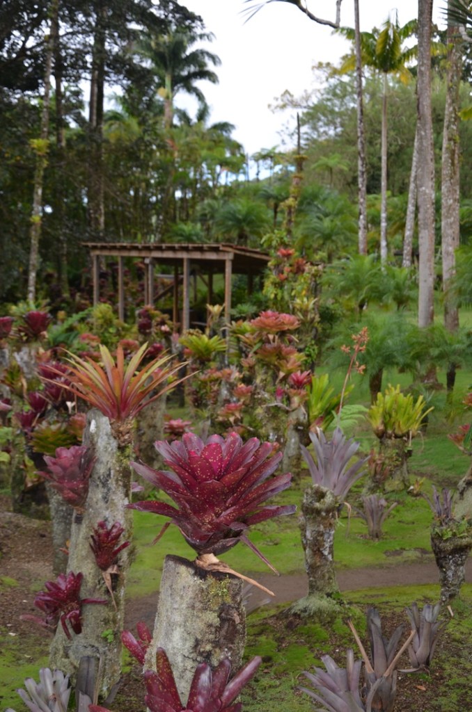 Jardin de Balata, Martinique