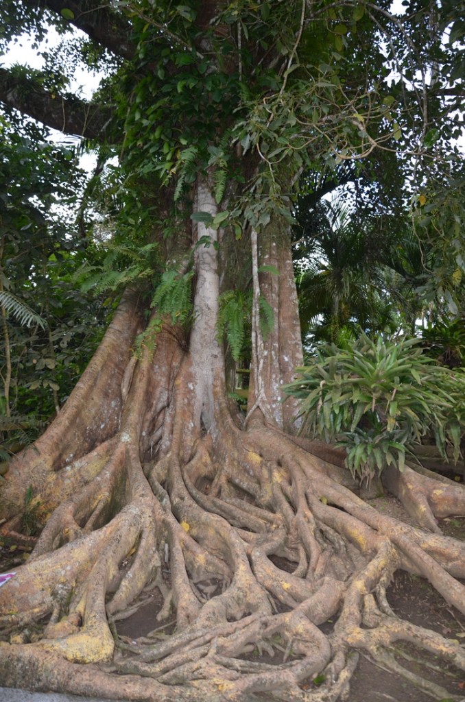 Jardin de Balata, Martinique