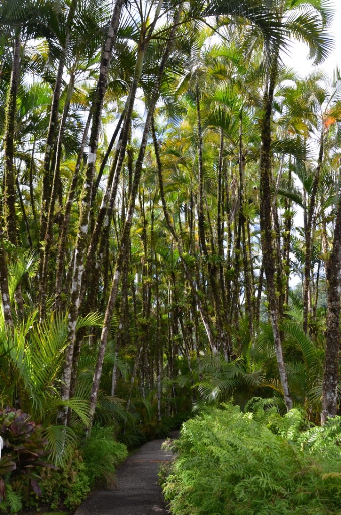 Jardin de Balata, Martinique
