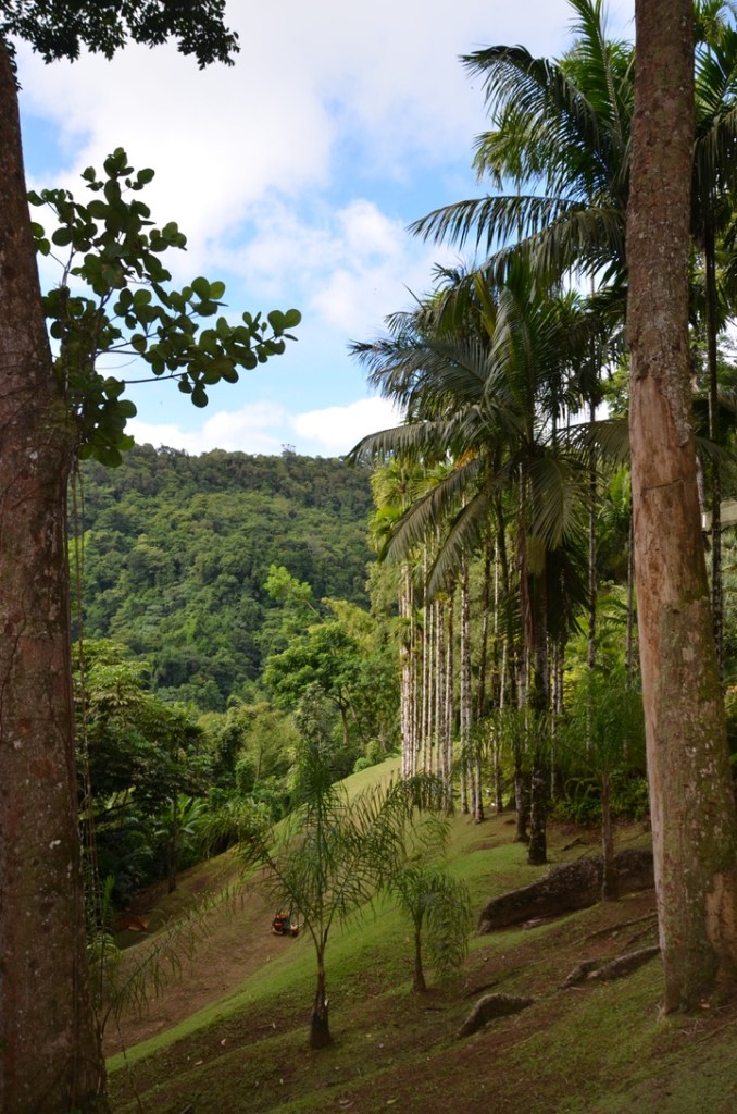 Jardin de Balata, Martinique
