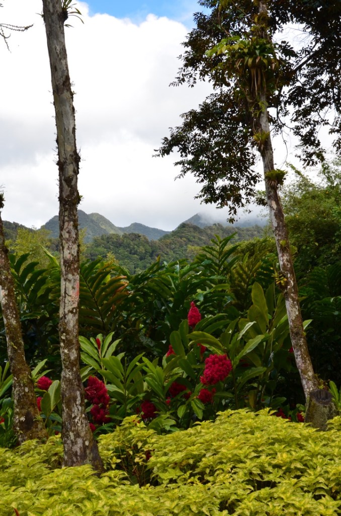 Jardin de Balata, Martinique
