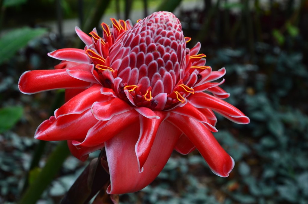 Jardin de Balata, Martinique