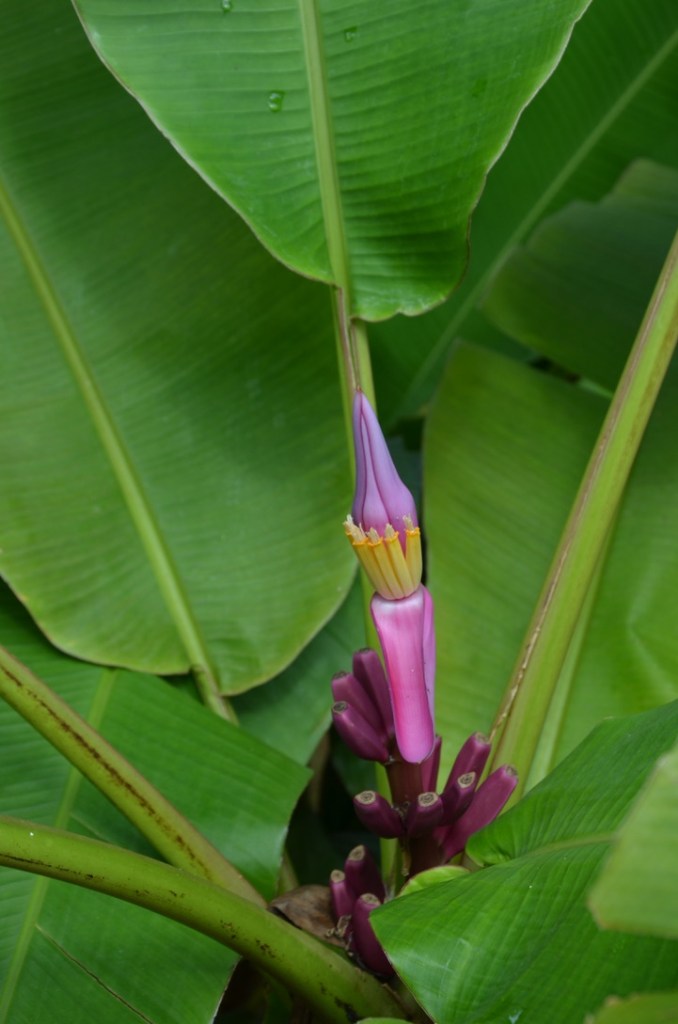 Jardin de Balata, Martinique