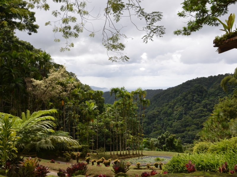 Visite du Jardin de Balata et la route de la Trace,&nbsp;Martinique