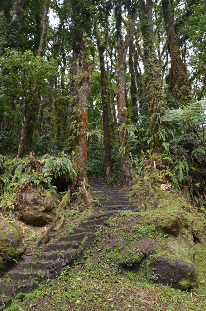 Sur la route de la trace, Martinique