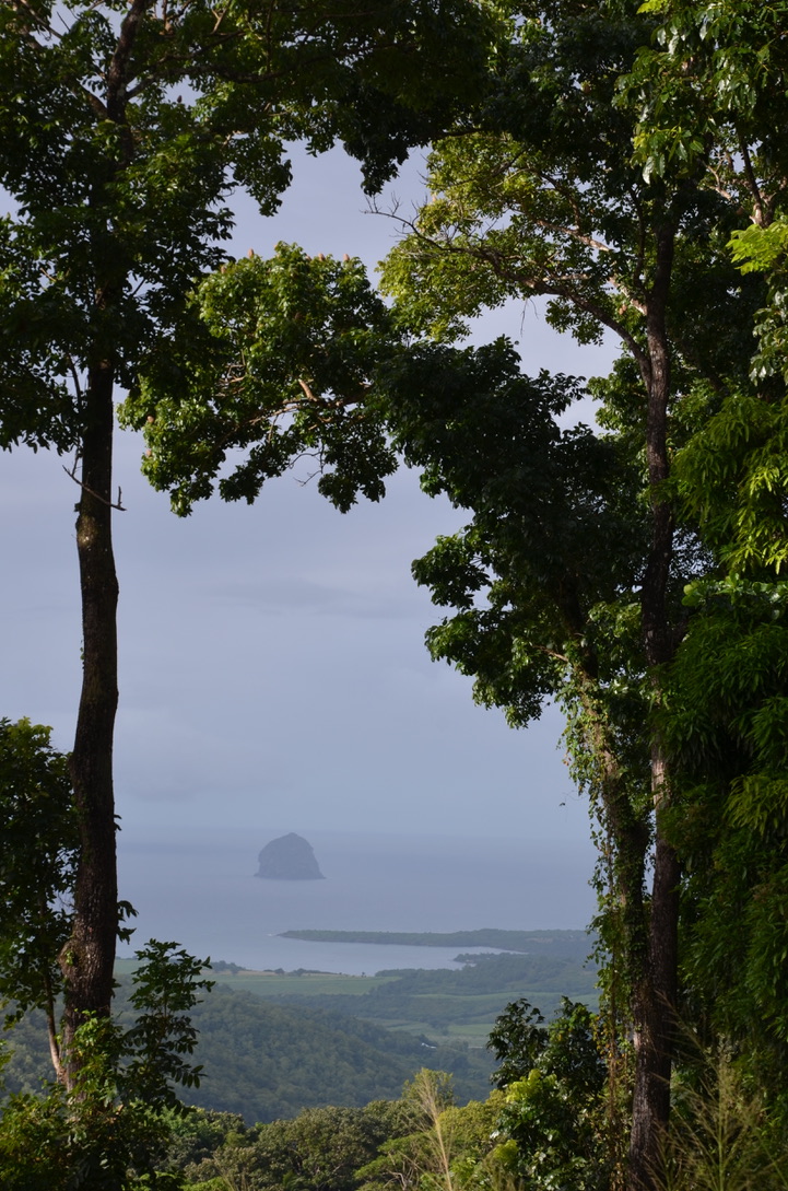 forêt de Montravail Martinique