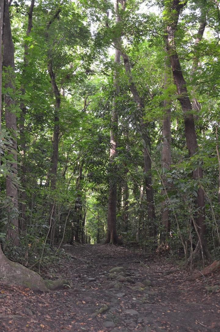 Forêt de Montravail, Martinique