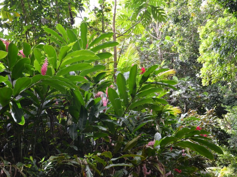 Trois randonnées dans la forêt tropicale&nbsp;Martiniquaise