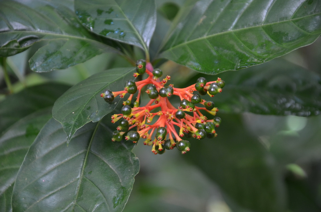 Forêt de Montravail, Martinique