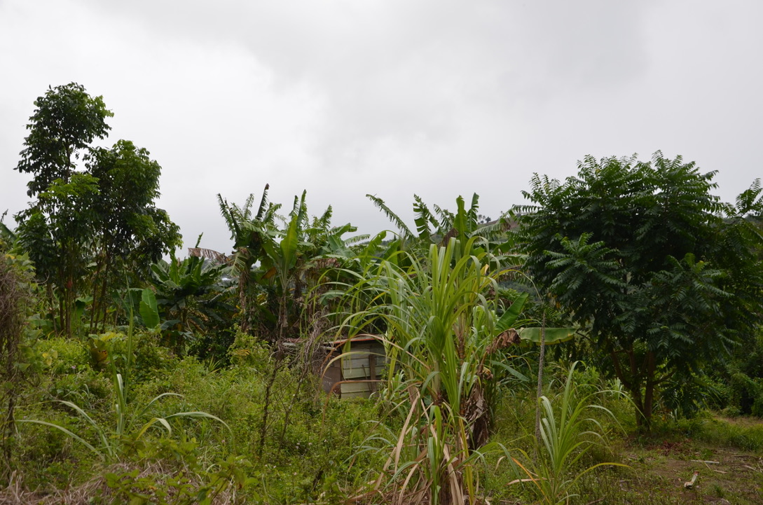Forêt de Montravail, Martinique