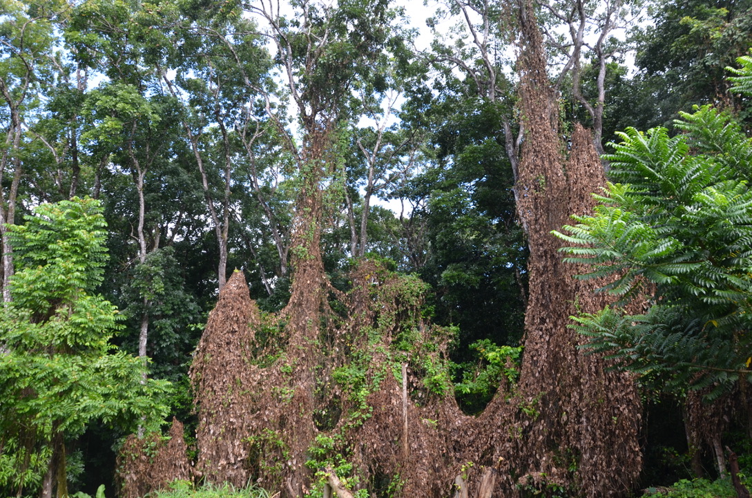 Forêt de Montravail Martinique