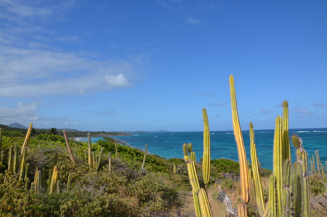 Petite Anse de Macabou, Martinique