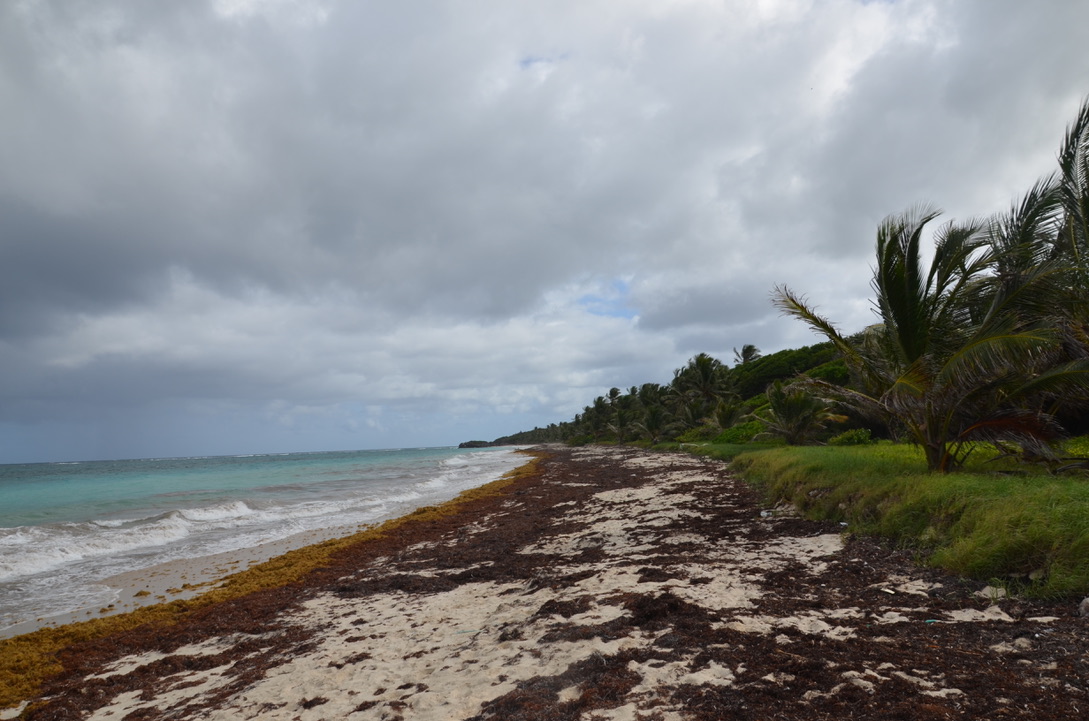 Petite Anse de Macabou, Martinique