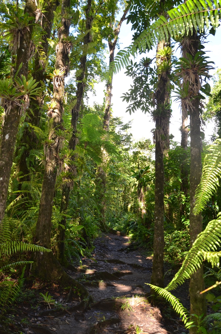 Circuit de Rabuchon, Martinique