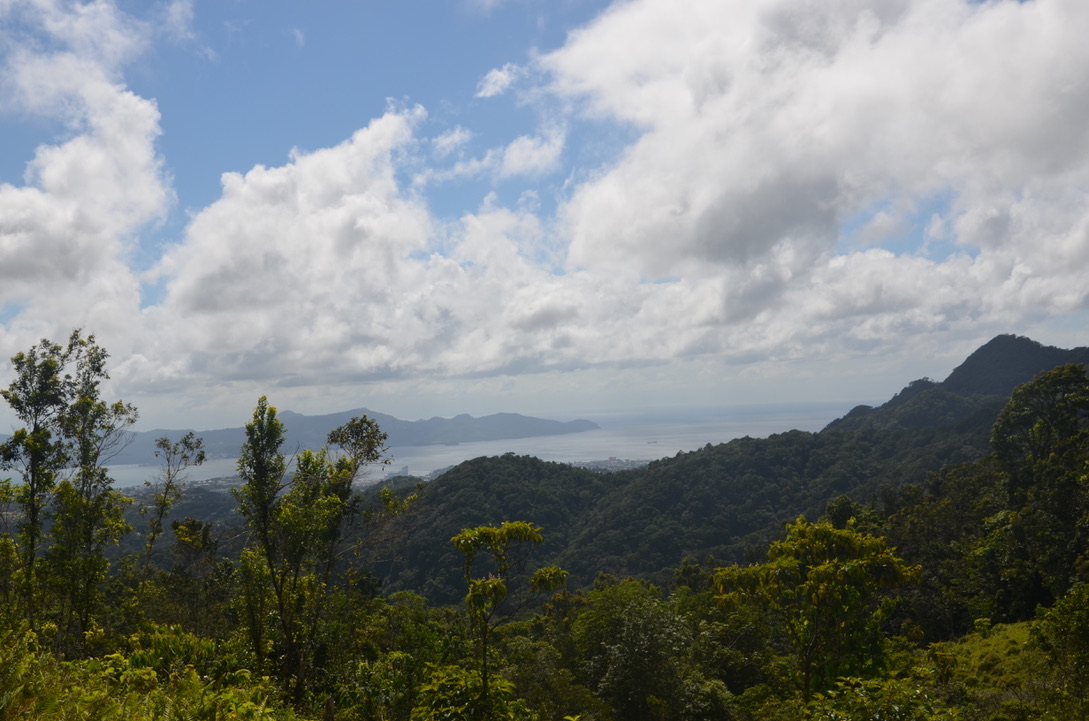 Forêt de Montravail Martinique