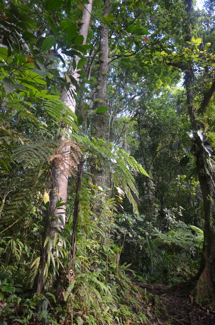 Circuit de Rabuchon, Martinique