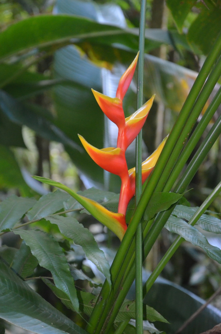 Jardin de Balata, Martinique