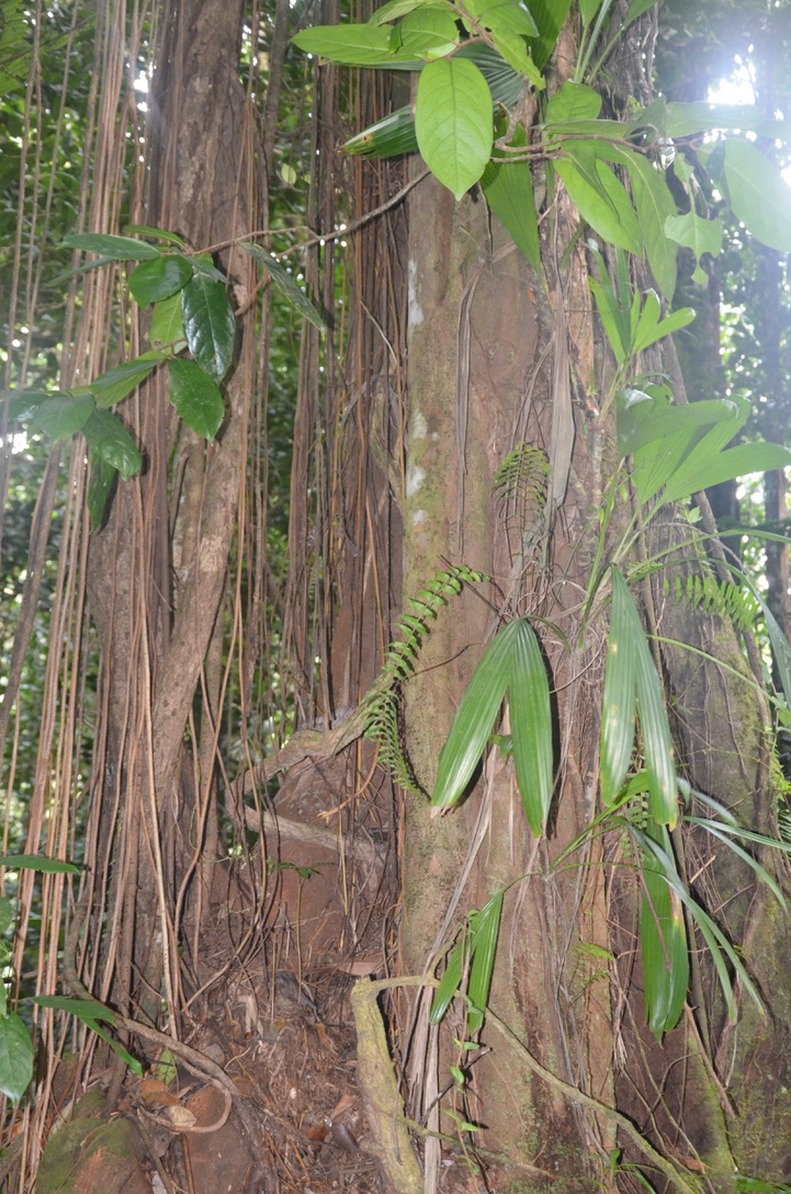 Circuit de Rabuchon, Martinique