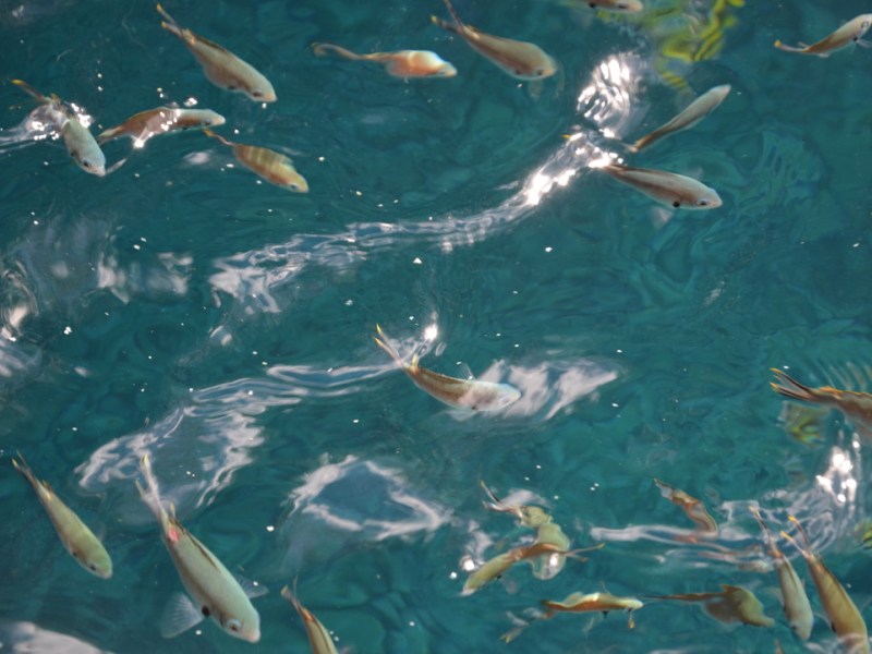 Activités aquatique en&nbsp;Martinique