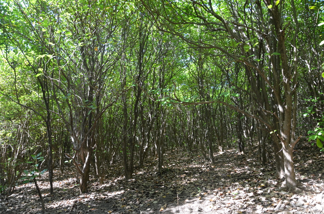 Circuit de la Caravelle, Martinique