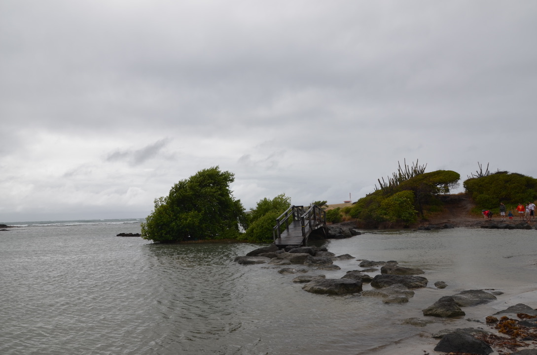 Savane des pétrifications, Martinique