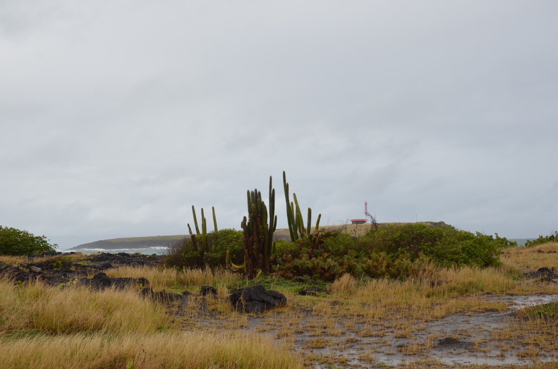 Savane des pétrifications, Martinique