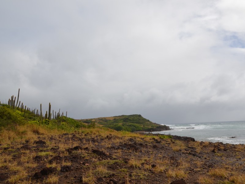Randonnée dans la Savane des pétrifications,&nbsp;Martinique