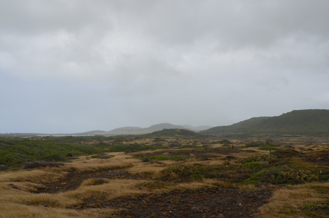 Savane des pétrifications, Martinique