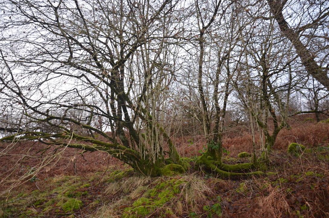 UNADJUSTEDNONRAW_thumb_1bb3