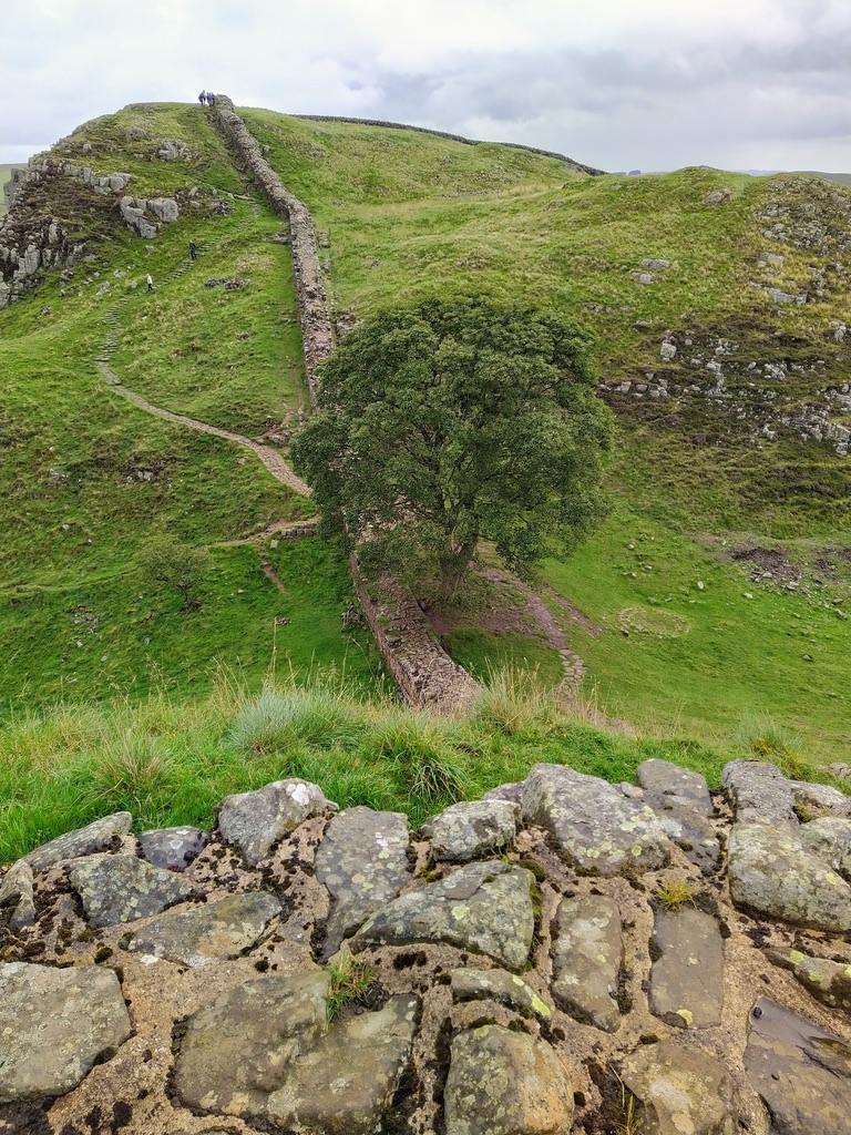 Walking along the Hadrian Wall with the Sycamore tree