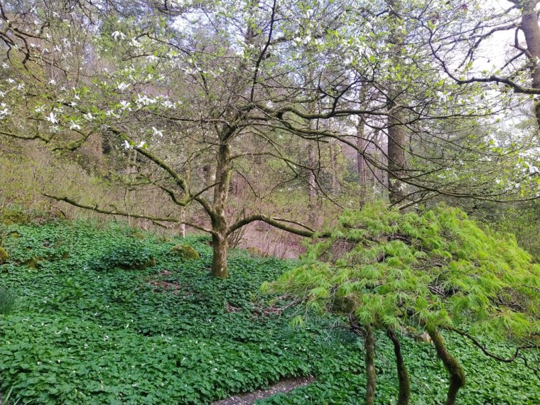 Stagshaw garden, Ambleside, National Trust