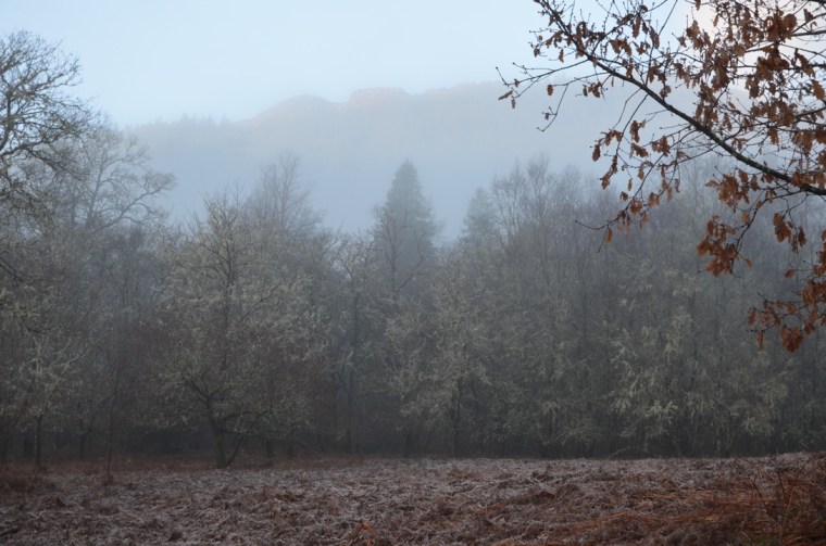 Forest of Ardgartan, Scotland