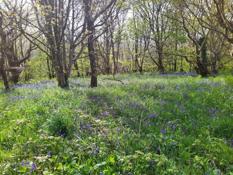Bluebells at Muncaster Castle, Cumbria