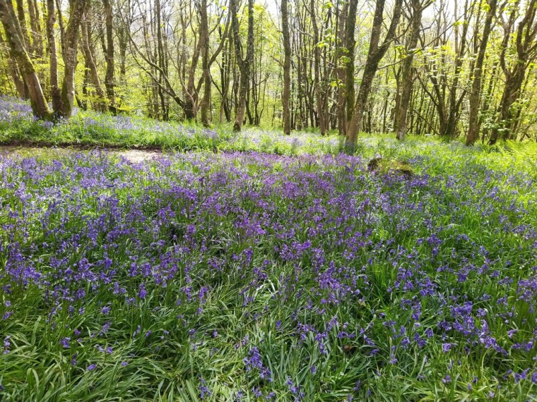 Bluebells at Muncaster Castle