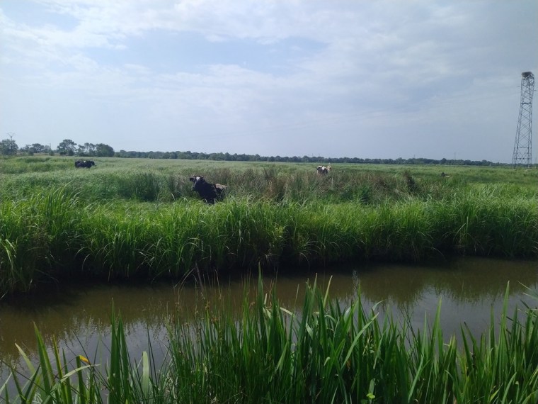 Marais Fresnier Savenay