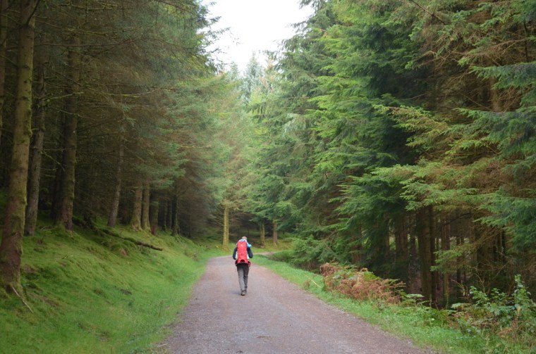 Whinlatter forest, Cumbria
