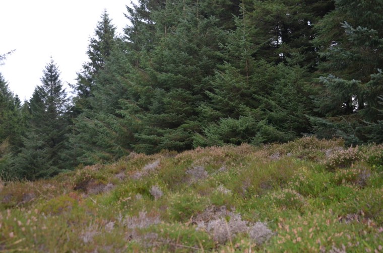 Whinlatter forest, Cumbria
