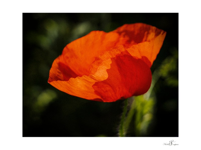 Poem 2 – A&nbsp;Marcus