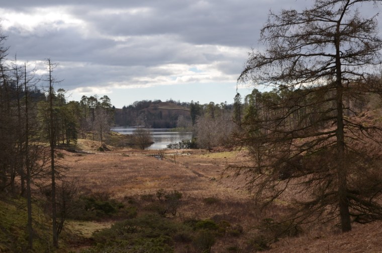 Tarn Hows, Coniston, Lake District, Cumbria