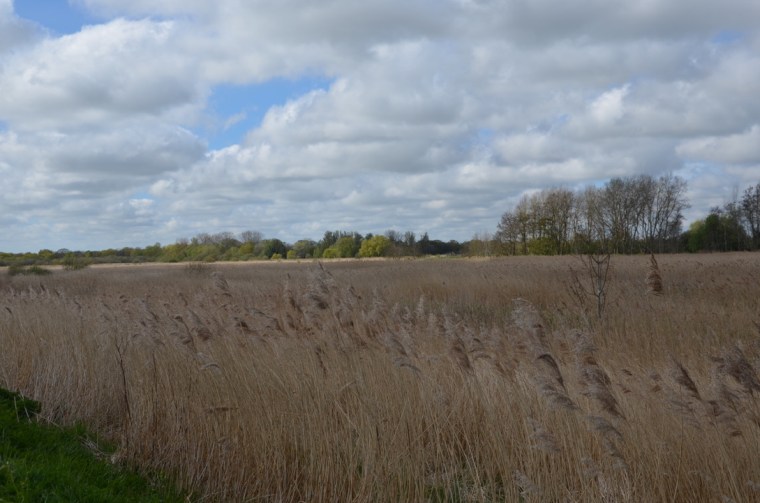 Marshes near Ludham bridge, Norfolk, England