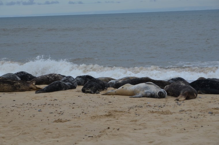 Seals on Horsey Gap beach