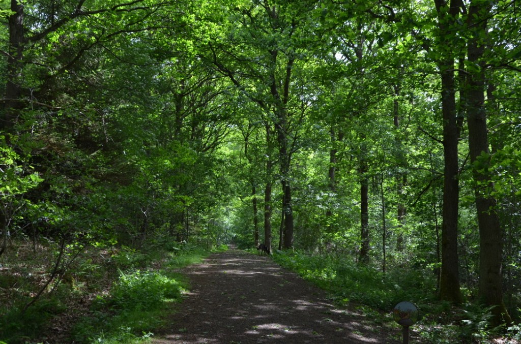 Walking through Hamsterley Forest in County Durham