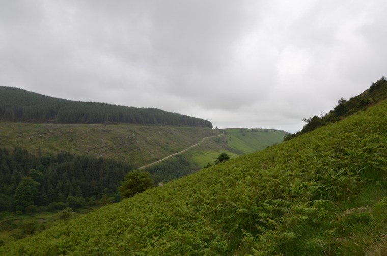 Uldale Plantation, Cleator, Lake District, Cumbria