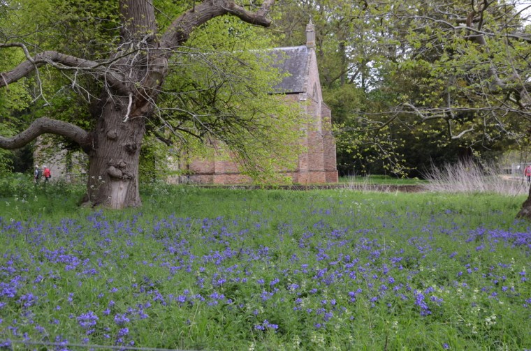 Bluebells at Oxburgh Estate, Norfolk